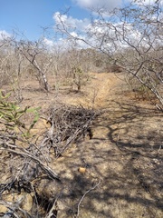 Tacinga palmadora