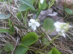 Viola macloskeyi