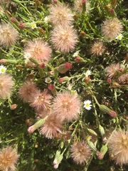 Noticastrum diffusum