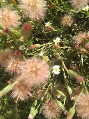 Noticastrum diffusum