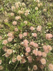 Noticastrum diffusum