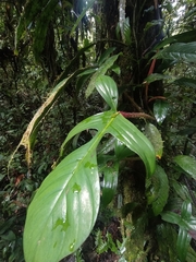 Philodendron squamiferum