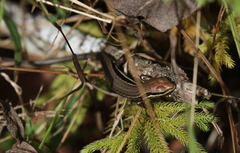 Trachylepis gravenhorstii