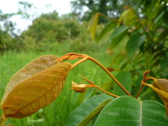 Vismia baccifera