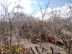 Tacinga palmadora