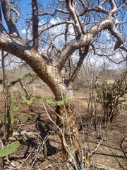 Commiphora leptophloeos