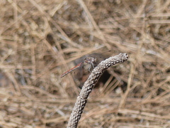 Sympetrum nigrifemur