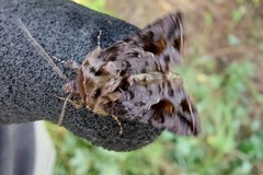 Ctenoplusia accentifera