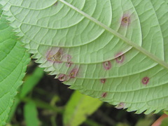 Fungi