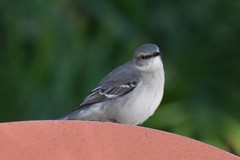Mimus polyglottos image