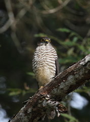 Accipiter francesiae