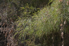 Otatea acuminata