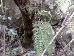 Asplenium cuspidatum