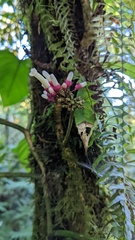 Schlegelia fastigiata