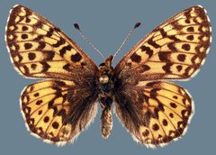 Boloria freija browni