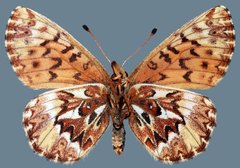 Boloria freija browni
