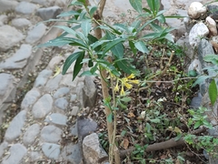Cestrum parqui