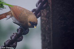 Pterorhinus berthemyi