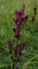 Gentianella amarella