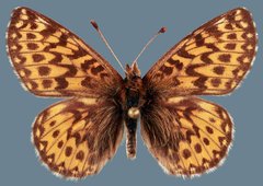 Boloria freija browni