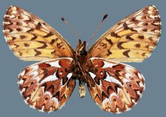Boloria freija browni