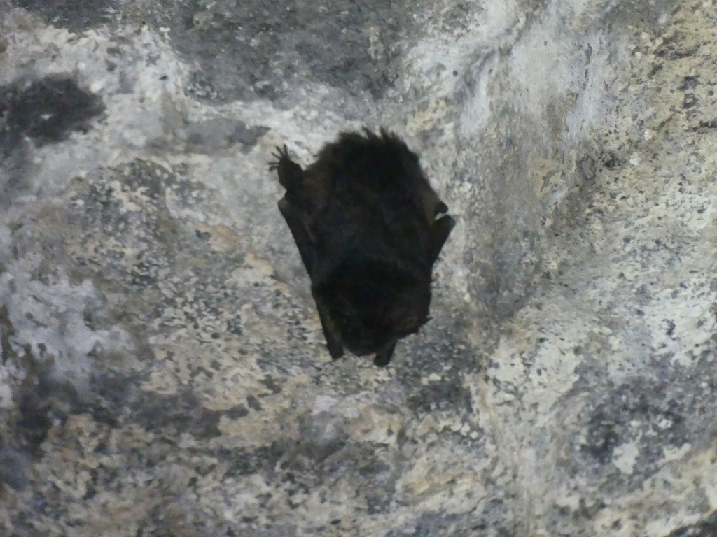 Western Barbastelle