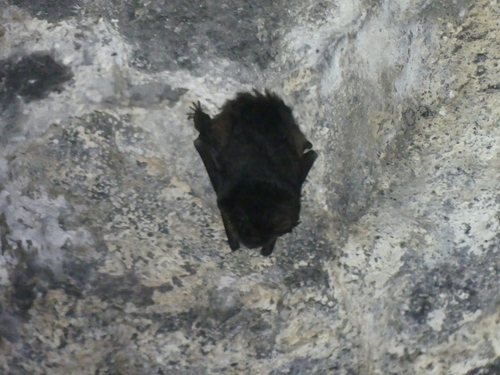 Western Barbastelle