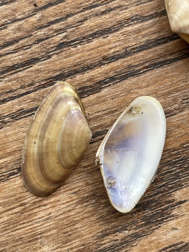 Banded Wedge Shell