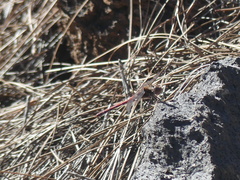 Sympetrum nigrifemur