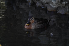 Anas platyrhynchos × zonorhyncha