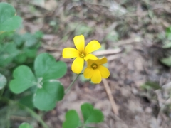 Oxalis conorrhiza