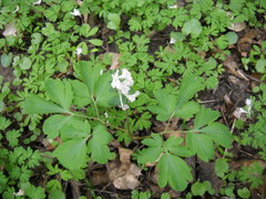 Corydalis cava cava