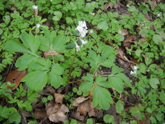 Corydalis cava cava