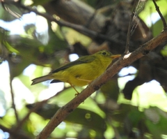 Phylloscopus burkii