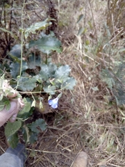 Salvia chalarothyrsa