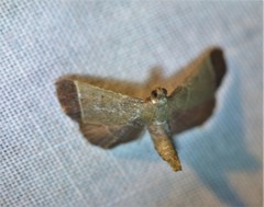 Hypsopygia amoenalis