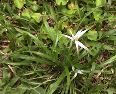 Rhynchospora nervosa