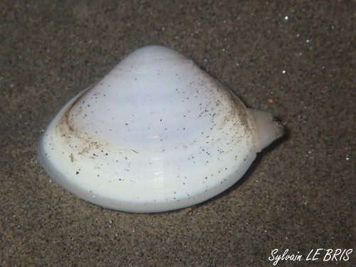 Representative image of Mactra corallina