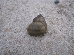 Viviparus viviparus