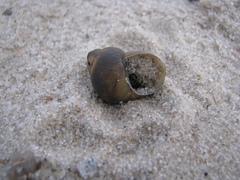 Viviparus viviparus