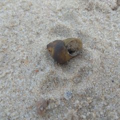 Viviparus viviparus