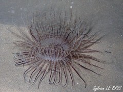 Pachycerianthus solitarius