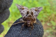 Ctenoplusia accentifera