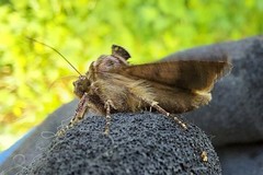 Ctenoplusia accentifera