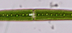 Closterium ralfsii