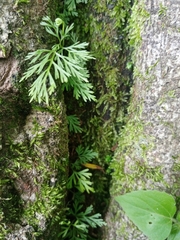 Asplenium tenerrimum