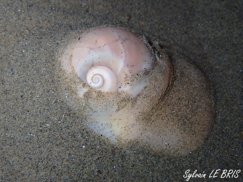Josephine's moon snail
