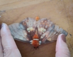 Procitheronia fenestrata