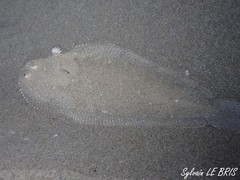 Solea senegalensis