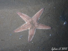 Astropecten irregularis